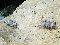 South American crabs.jpg