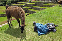 This llama considers eating a sleepy backpacker.jpg