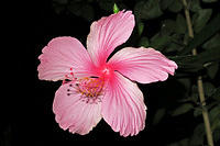 Hibiscus flower.jpg