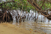 Mangroves-2.jpg
