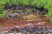 Mangroves.jpg
