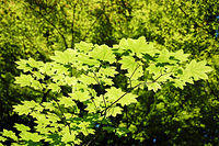 Tree leaves.jpg