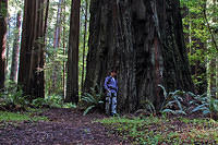 Me with one of many very big trees in the Redwoods NP